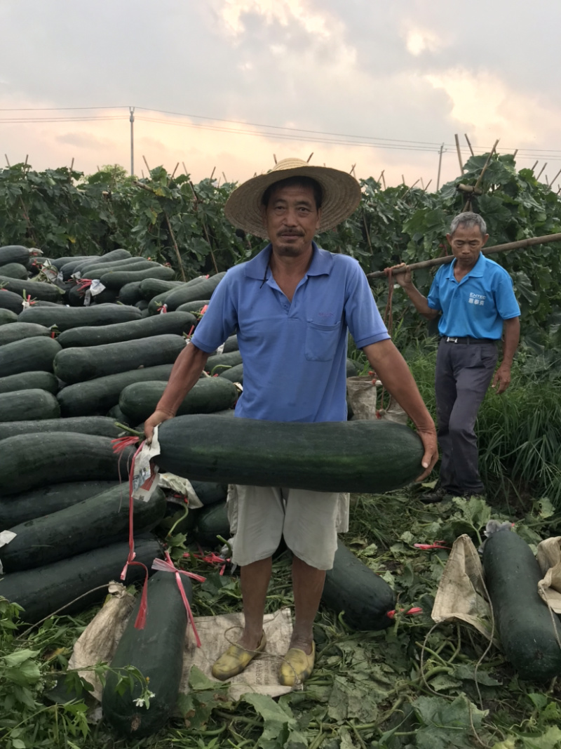 冬瓜黑皮吊冬瓜精品吊冬瓜产地现发优质廉价可视频看货