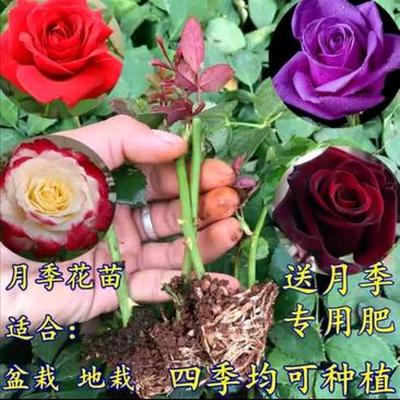 四季玫瑰苗，香水玫瑰月季小苗，月季工程苗