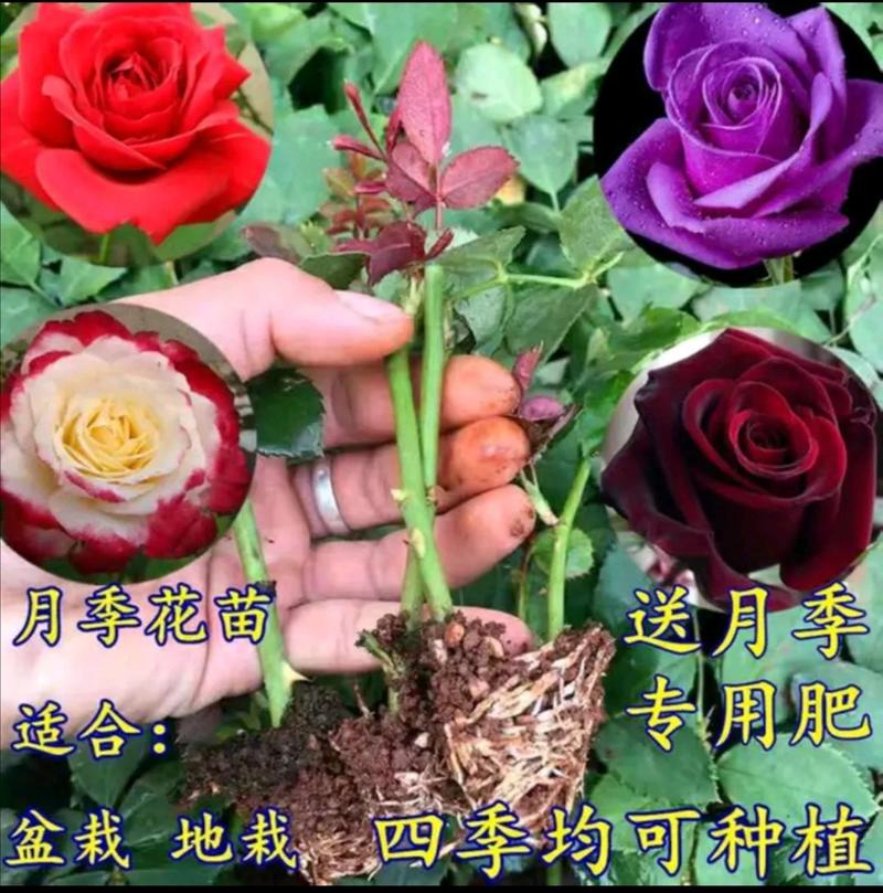 四季玫瑰苗，香水玫瑰月季小苗，月季工程苗