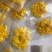 金丝黄菊苗菊花苗金丝菊苗现货秒发！