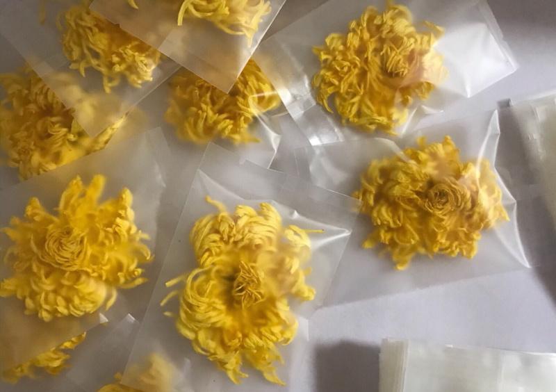 金丝黄菊苗菊花苗金丝菊苗现货秒发！