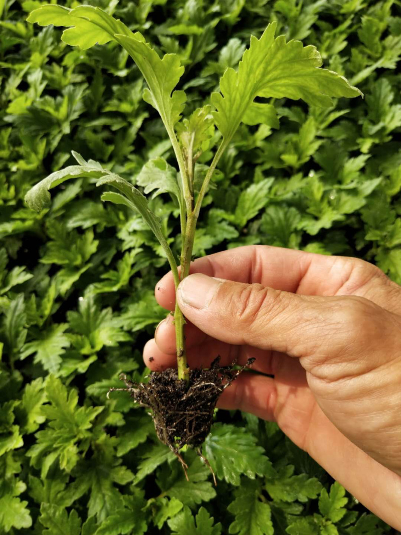 金丝黄菊苗菊花苗金丝菊苗现货秒发！