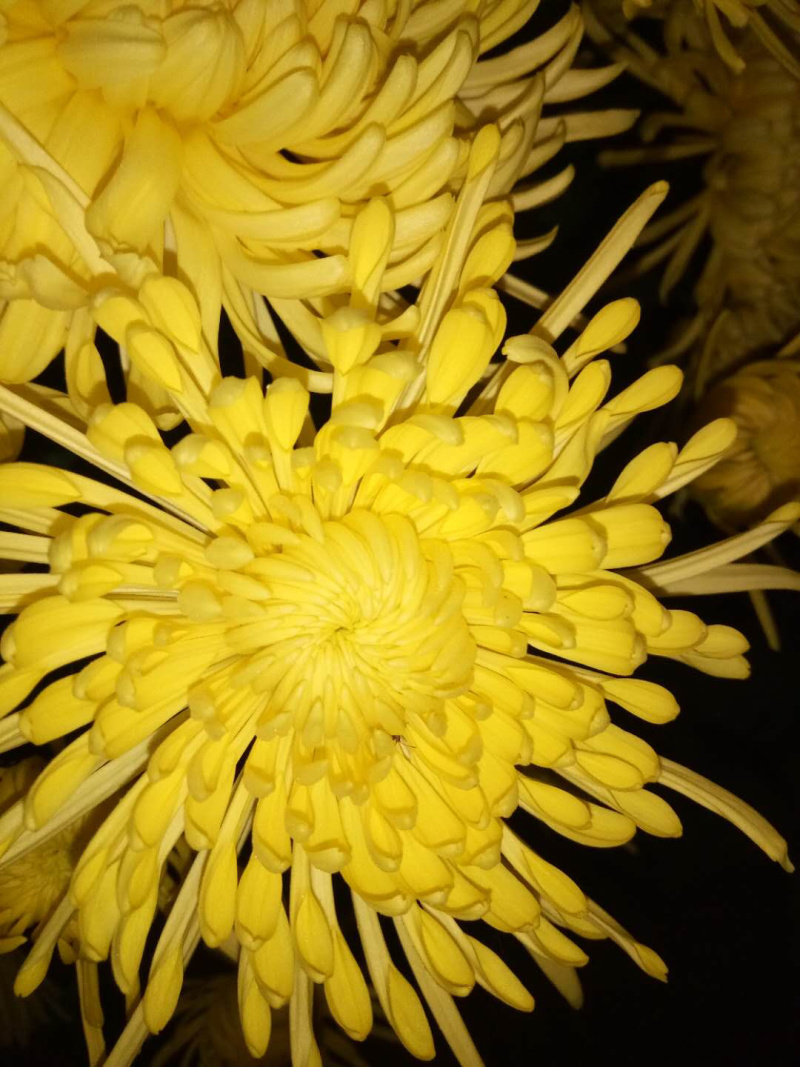 金丝黄菊苗菊花苗金丝菊苗现货秒发！