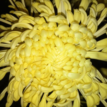 金丝黄菊苗菊花苗金丝菊苗现货秒发！