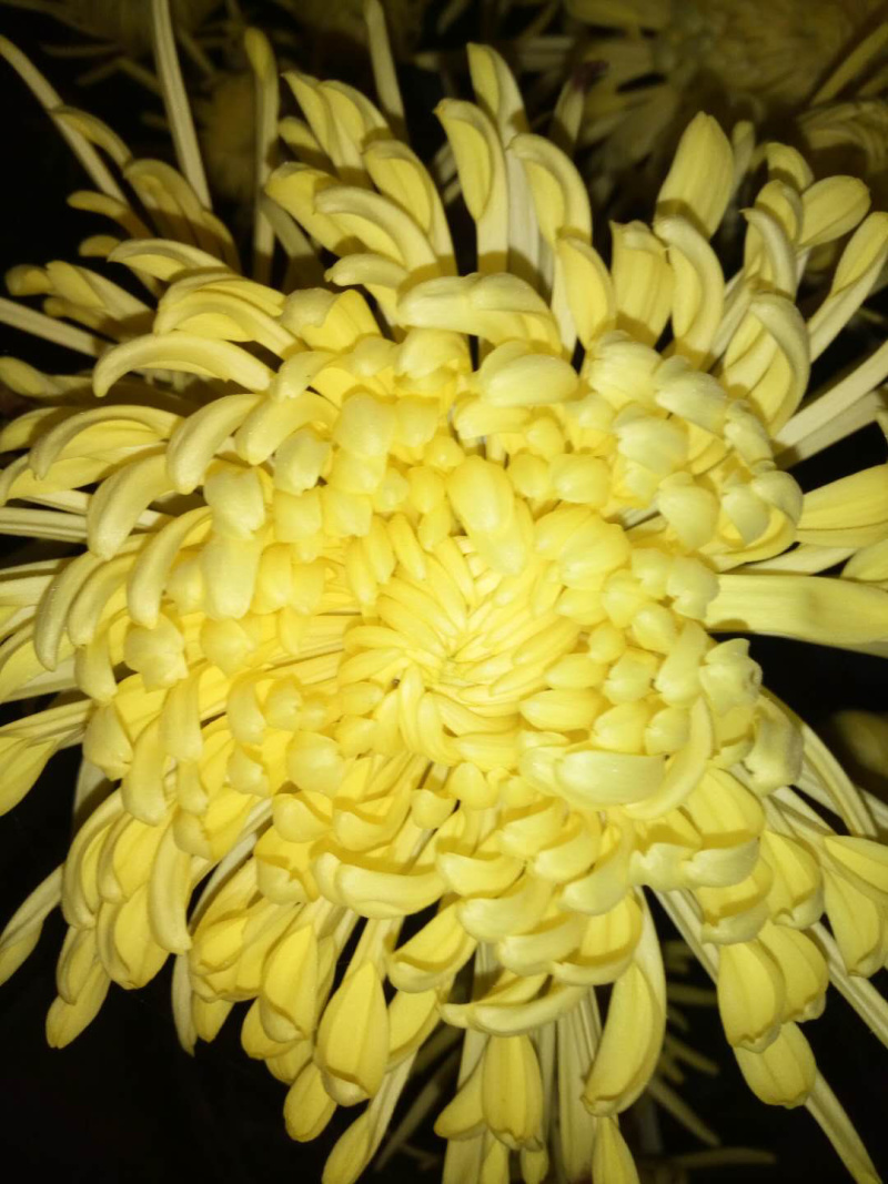 金丝黄菊苗菊花苗金丝菊苗现货秒发！