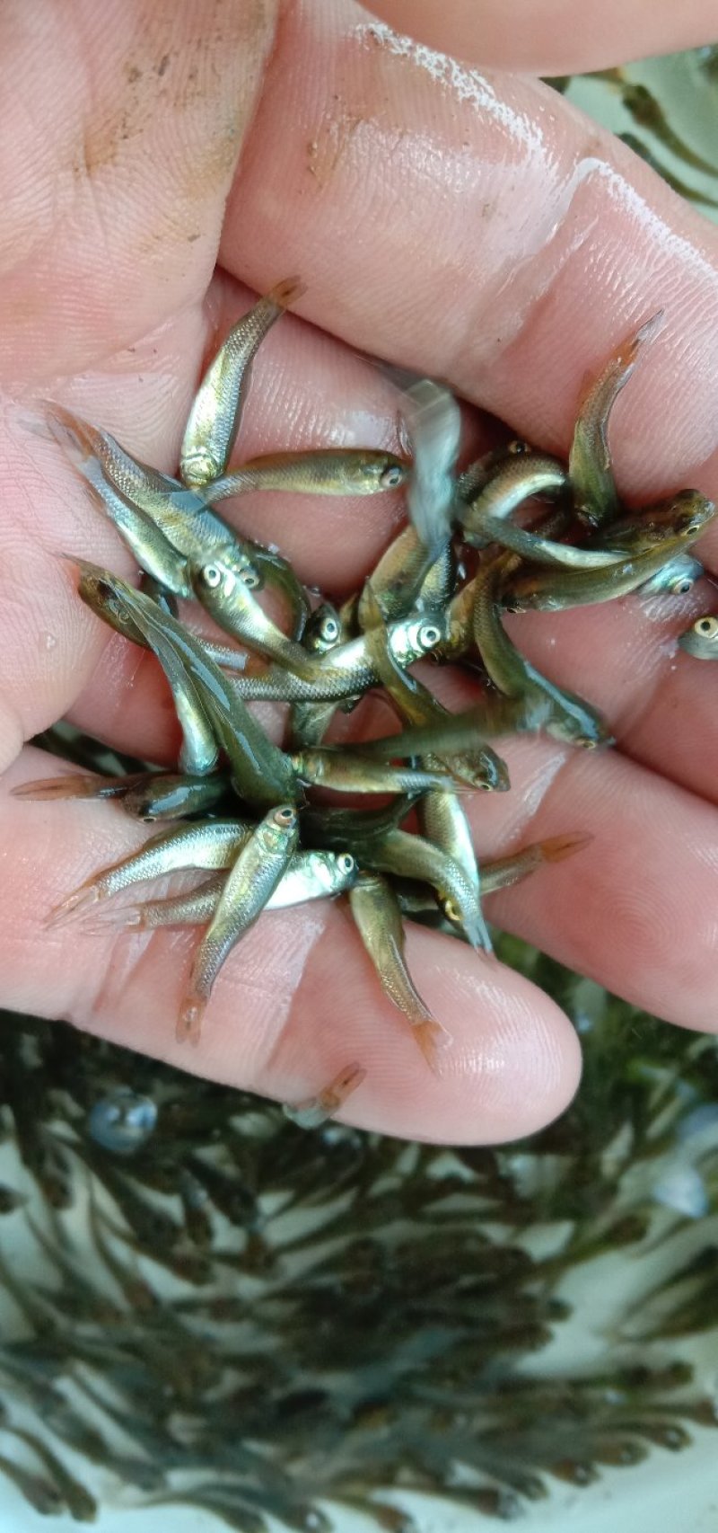 【精品】草鱼苗草鱼水花草鱼夏花草鱼寸片全国供货