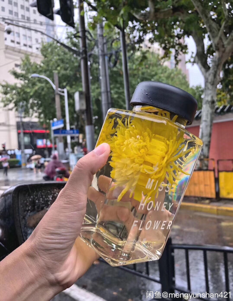 金丝黄菊苗菊花苗金丝菊苗现货秒发！