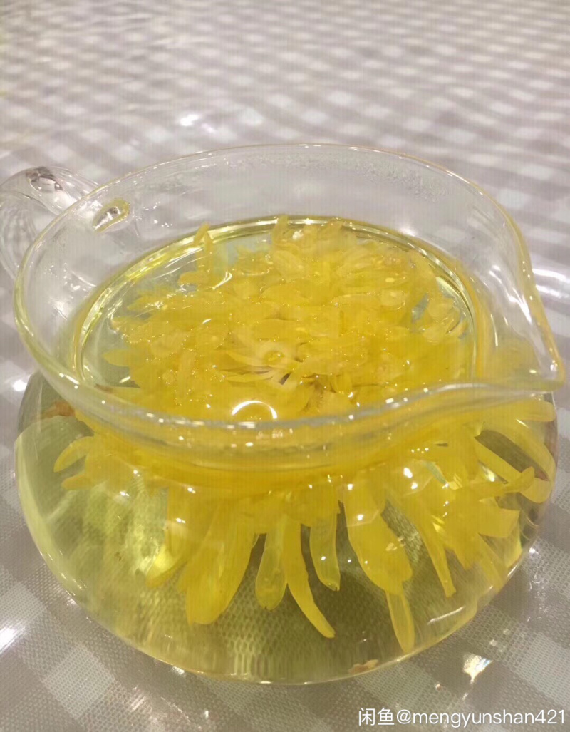 金丝黄菊苗菊花苗金丝菊苗现货秒发！