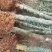 龟甲竹，各种规格，大量供货有需要的老板电话联系