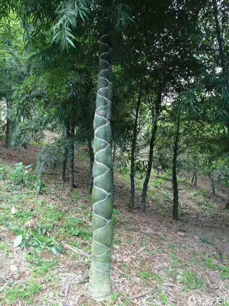 龟甲竹，各种规格，大量供货有需要的老板电话联系