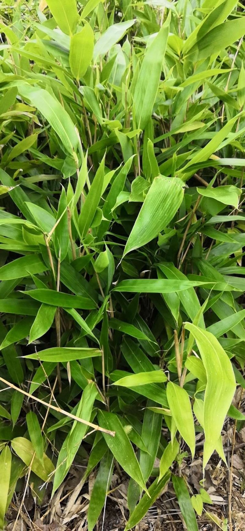 箬竹苗，各种规格，大量供货有需要的老板电话联系