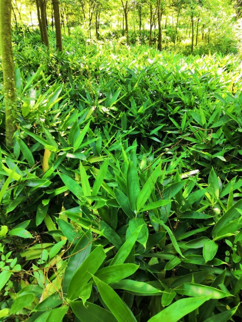 箬竹苗，各种规格，大量供货有需要的老板电话联系