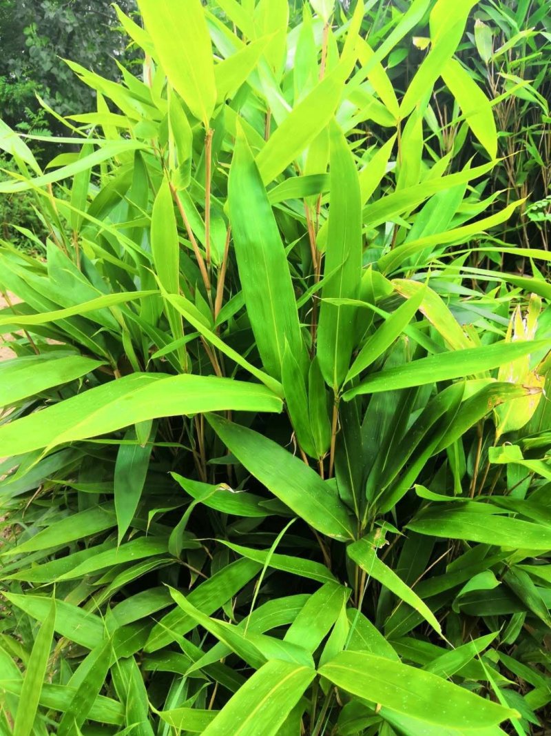 箬竹苗，各种规格，大量供货有需要的老板电话联系