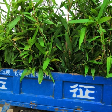 箬竹苗，各种规格，大量供货有需要的老板电话联系