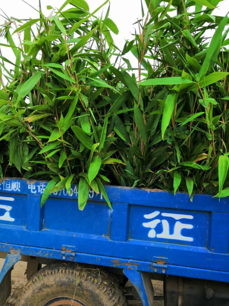 箬竹苗，各种规格，大量供货有需要的老板电话联系