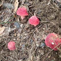 野生深山红菌，广西容县红菇菌