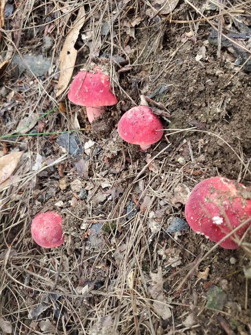 野生深山红菌，广西容县红菇菌