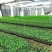 哥伦比亚热情果苗百香果新稀品种