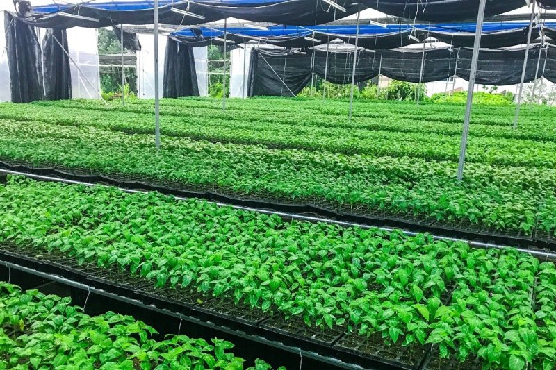 哥伦比亚热情果苗百香果新稀品种