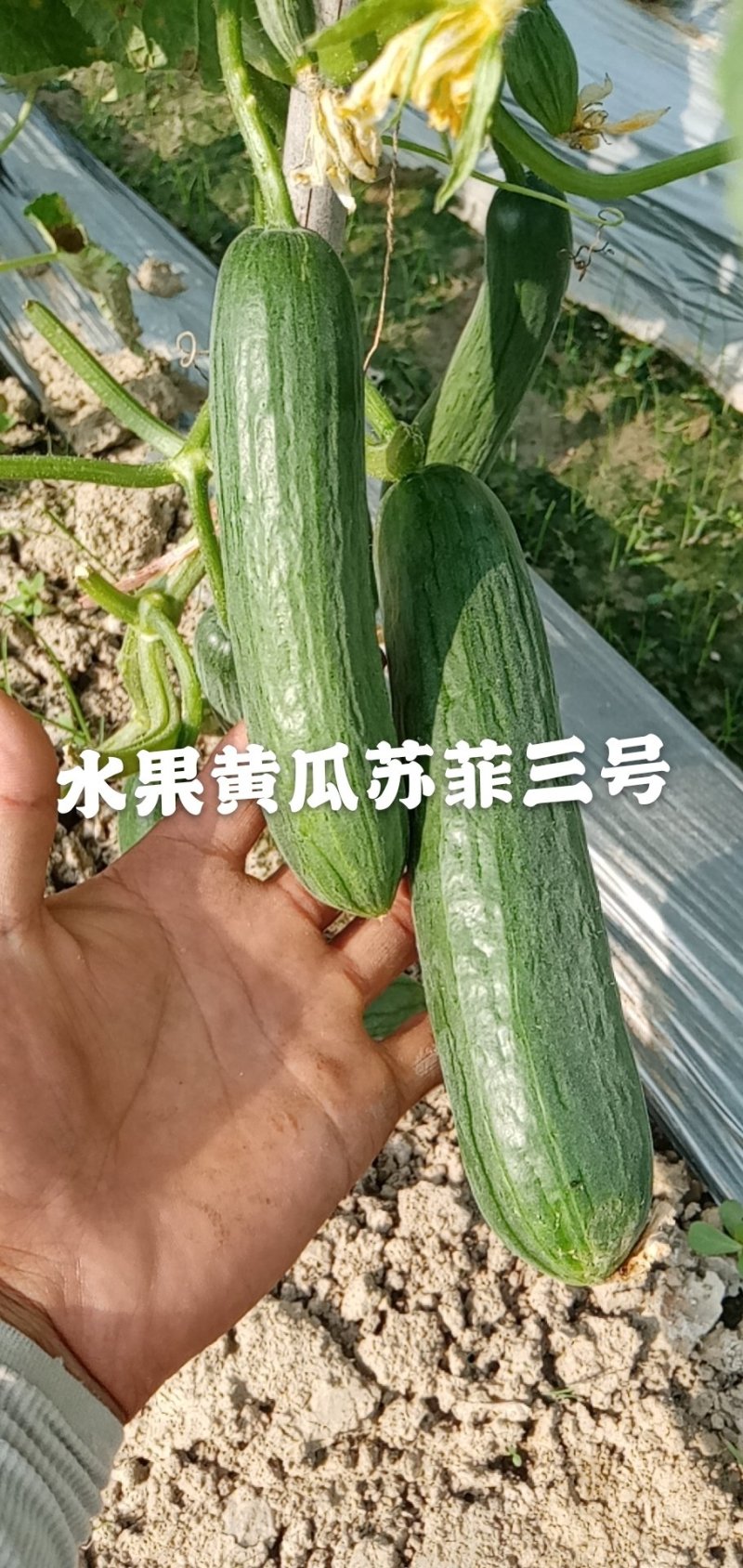 光滑顺直无刺，高产抗病，口感佳水果黄瓜种子