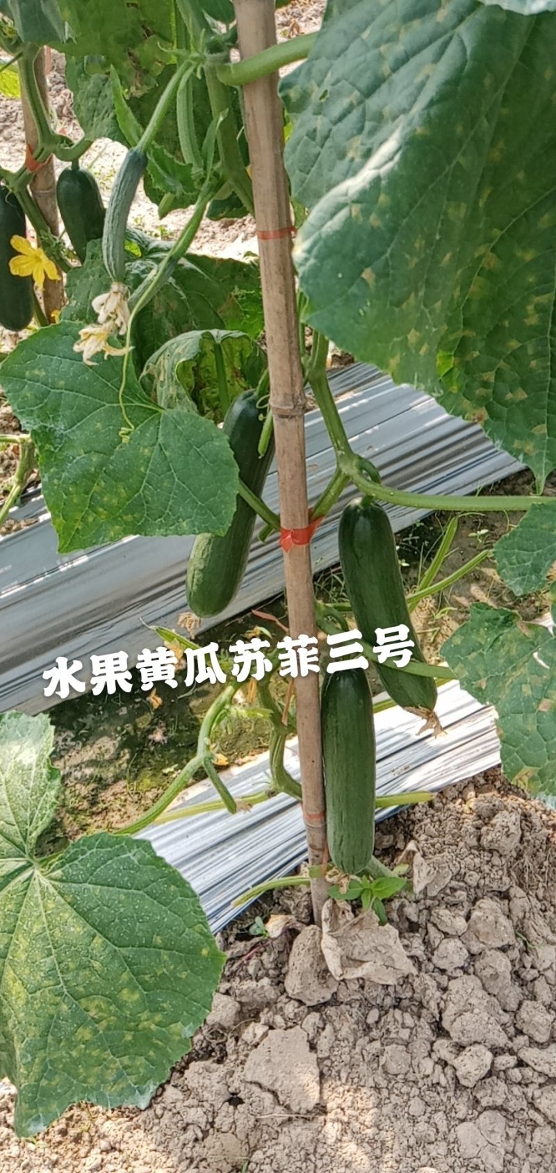 光滑顺直无刺，高产抗病，口感佳水果黄瓜种子