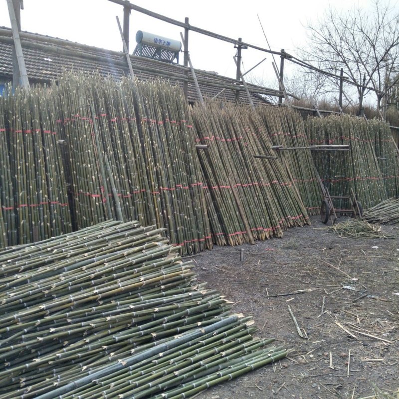 旗杆小种菜竹竿插地专用细条架黄瓜豆角室内外竹子隔断挡墙爬