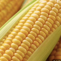 新鲜玉米开封玉米产地发货品质好量大欢迎咨询