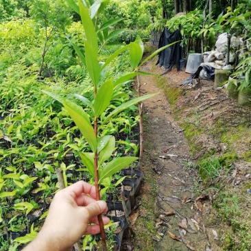 水蒲桃苗土莲雾苗未嫁接苗