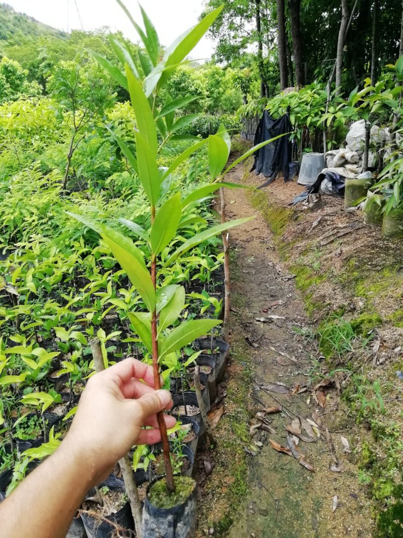 水蒲桃苗土莲雾苗未嫁接苗