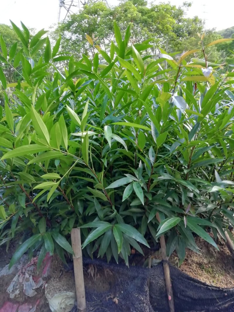 水蒲桃苗土莲雾苗未嫁接苗