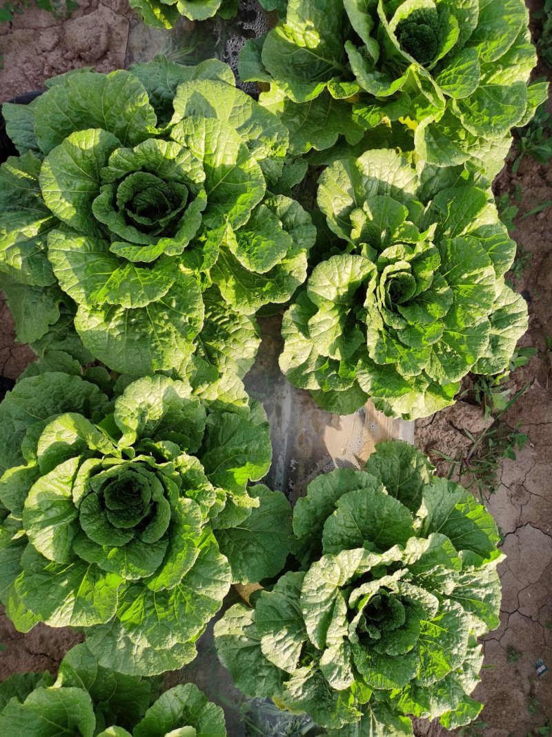 固原大白菜上市了，大量上市
