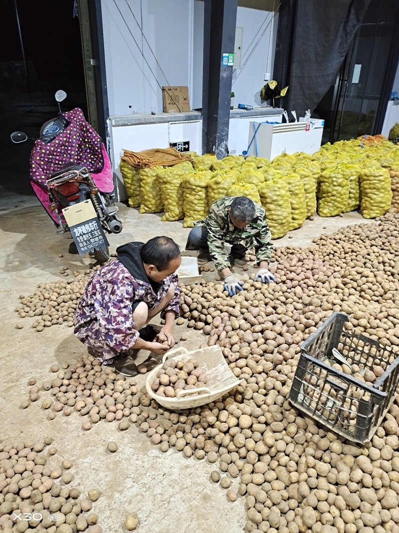恩施硒土豆软糯适合各种煎炸煮蒸5斤包邮