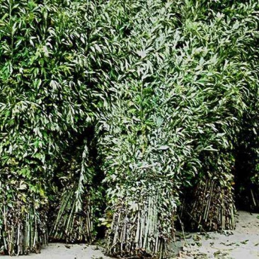 艾草
