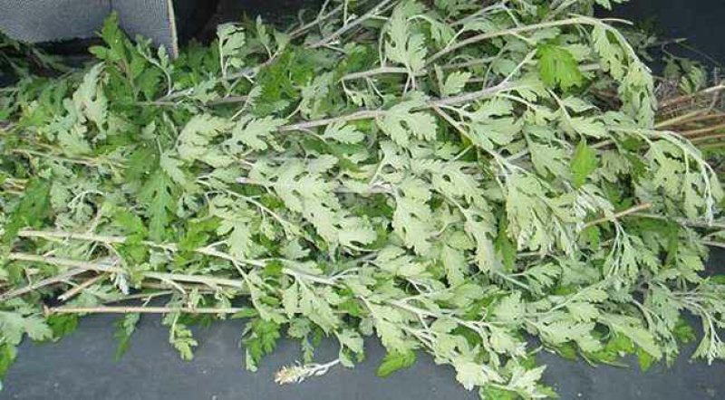 艾草