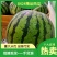 湖北宜城《8424西瓜》露天瓜八成熟8斤起产地一手货