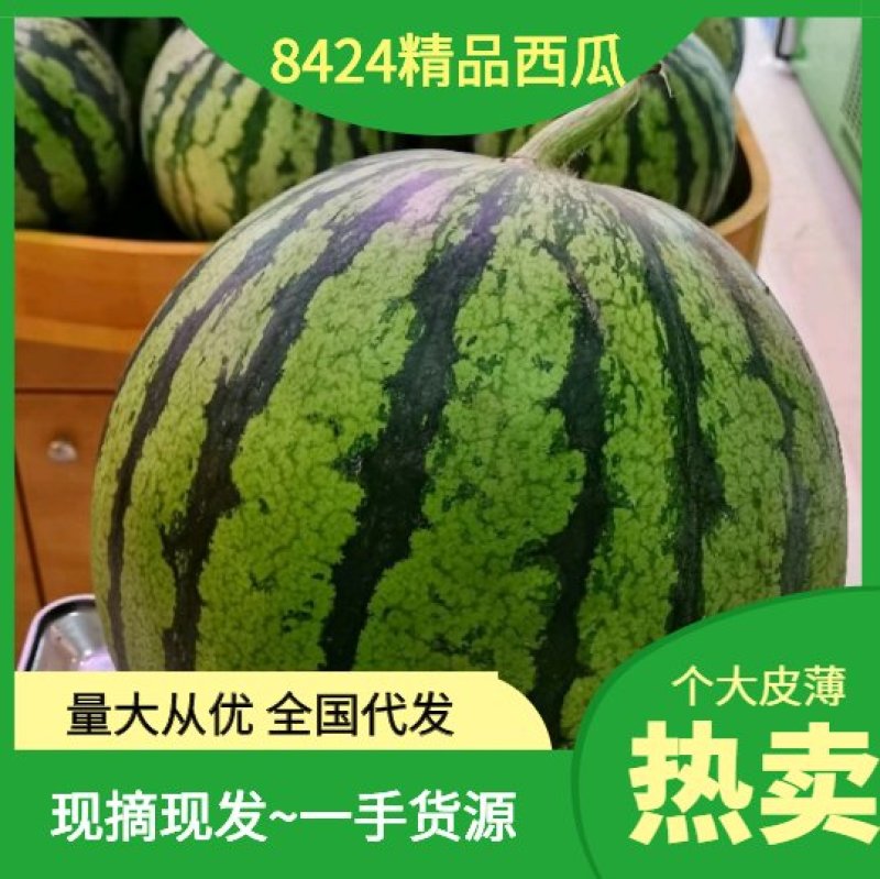 湖北宜城《8424西瓜》露天瓜八成熟8斤起产地一手货