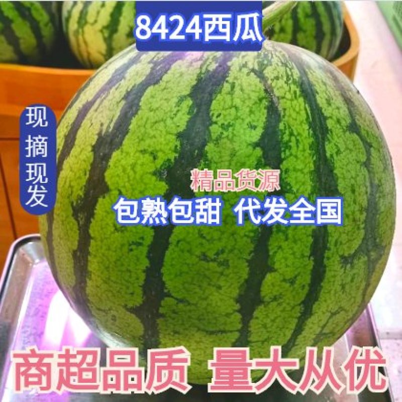 湖北宜城《8424西瓜》露天瓜八成熟8斤起产地一手货