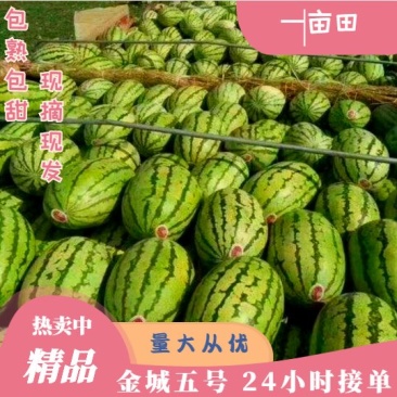 湖北宜城【金城5号西瓜】八成熟十斤起步、头茬瓜、包熟包甜