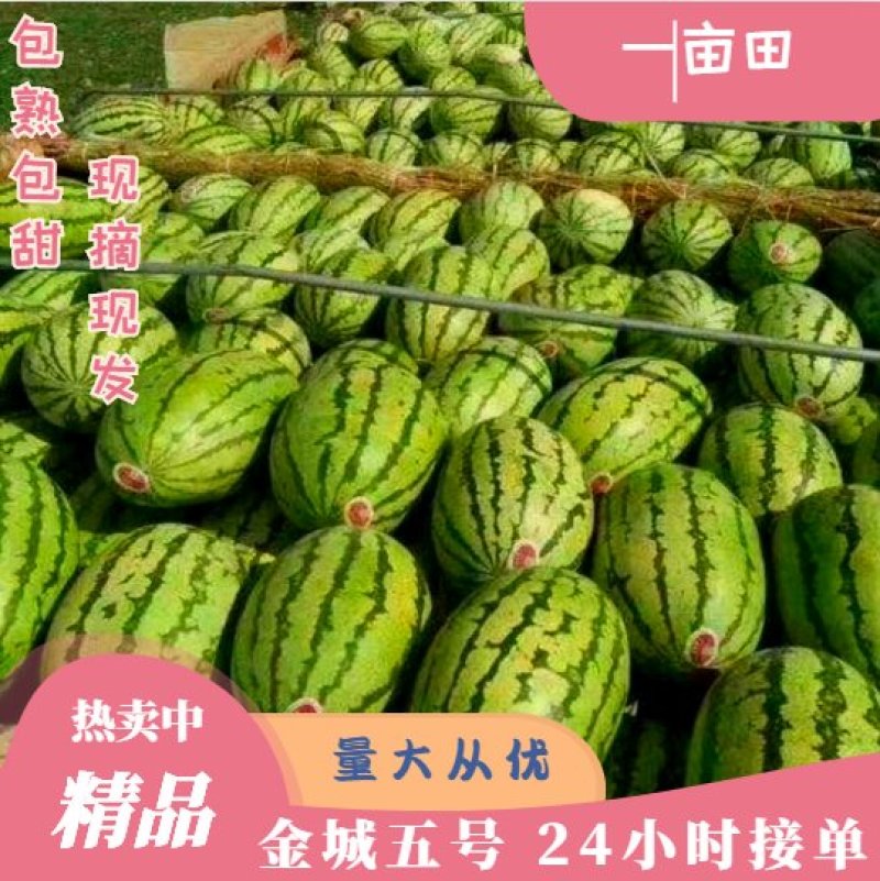 湖北宜城【金城5号西瓜】八成熟十斤起步、头茬瓜、包熟包甜