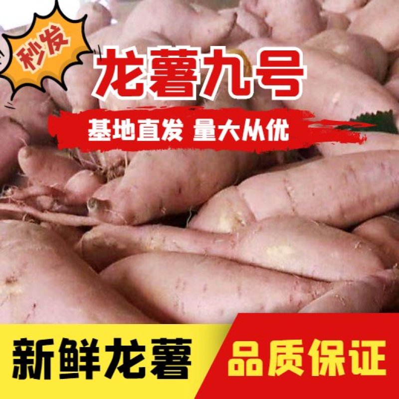 湖北红薯宜城市龙薯九号产地代发，一手货源，全国发货