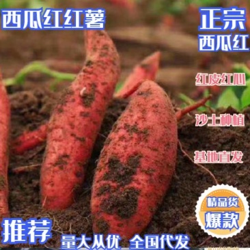湖北红薯宜城市西瓜红红薯基地直发全国