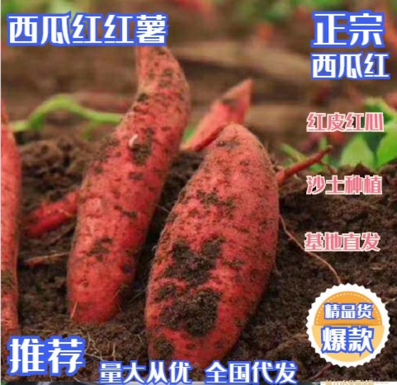 湖北红薯宜城市西瓜红红薯基地直发全国