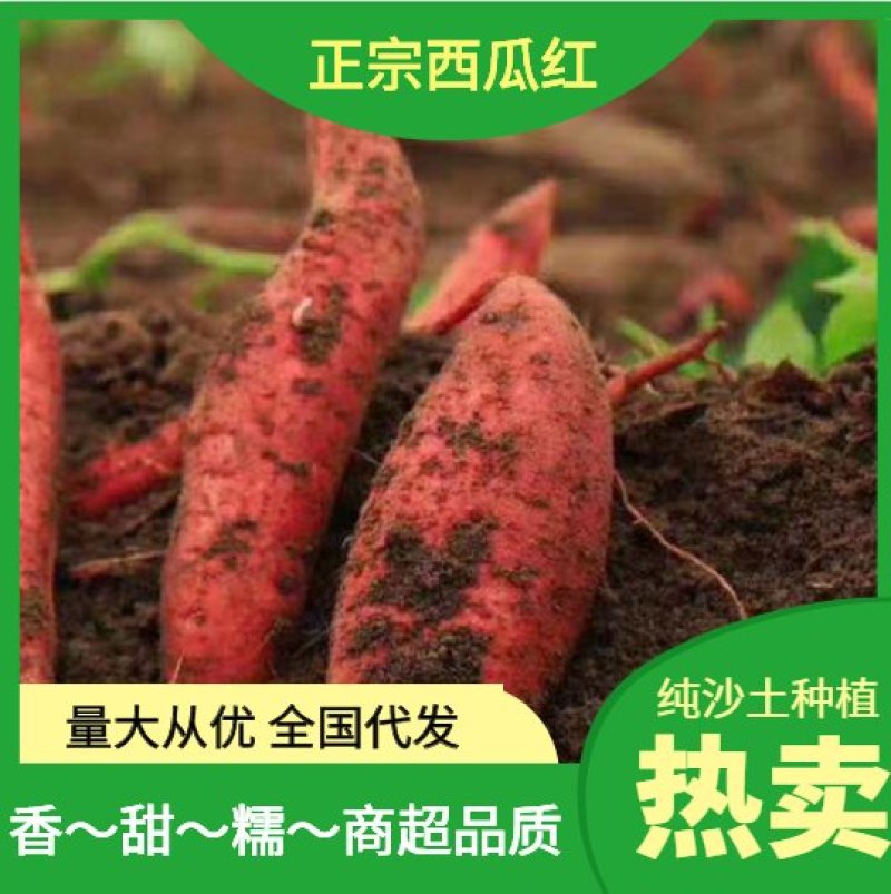 湖北红薯宜城市西瓜红红薯基地直发全国
