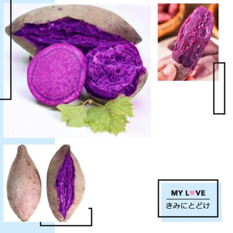 湖北红宜城市紫薯，2两以上，口感好，一手货源可供全国市场