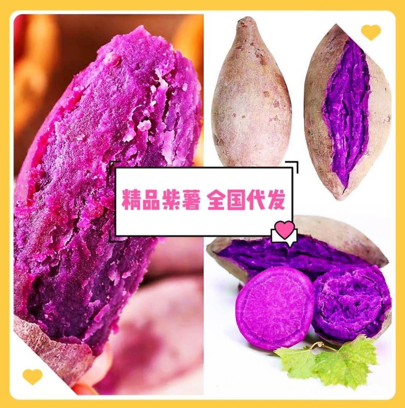 湖北红宜城市紫薯，2两以上，口感好，一手货源可供全国市场