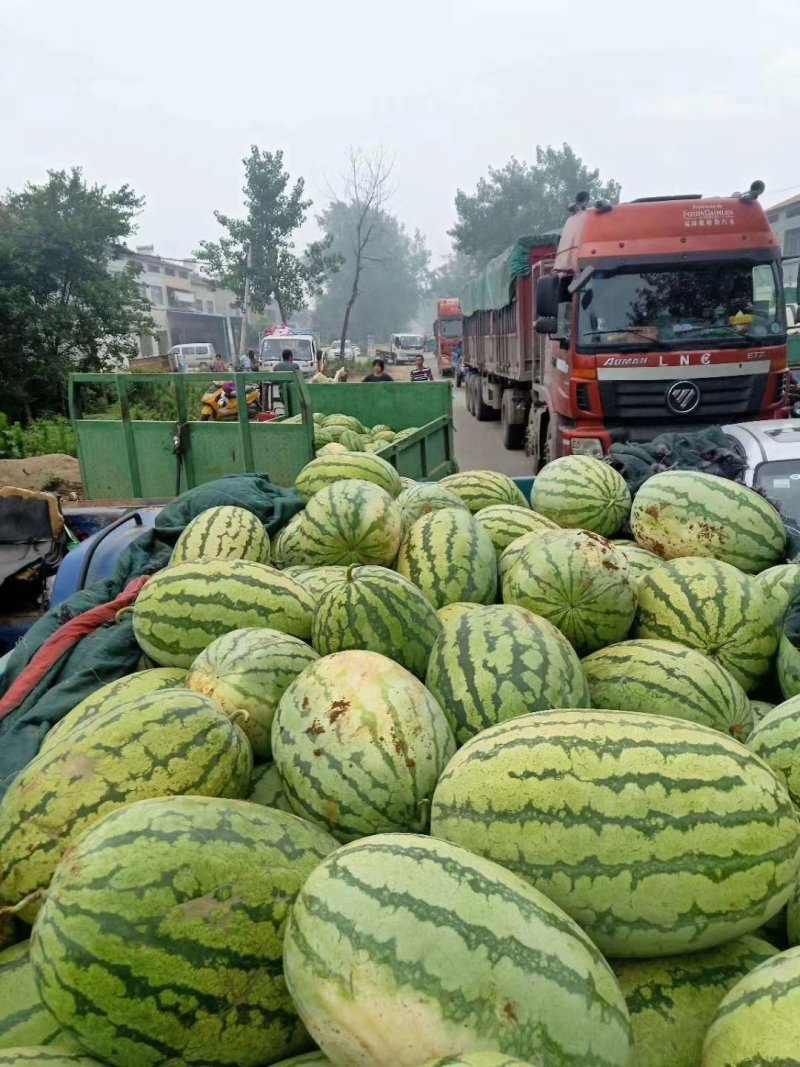 湖北宜城【金城5号西瓜】八成熟十斤起步、头茬瓜、包熟包甜