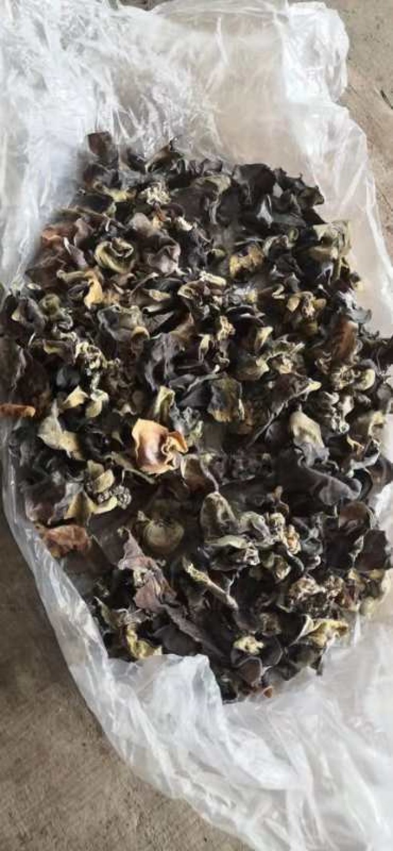 野生木耳现货20吨