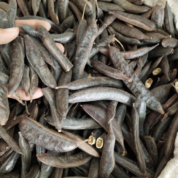 皂角，中药材皂角，产地发货，批发，零售，