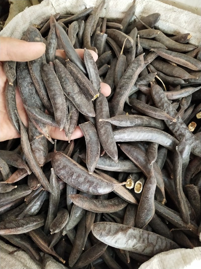皂角，中药材皂角，产地发货，批发，零售，