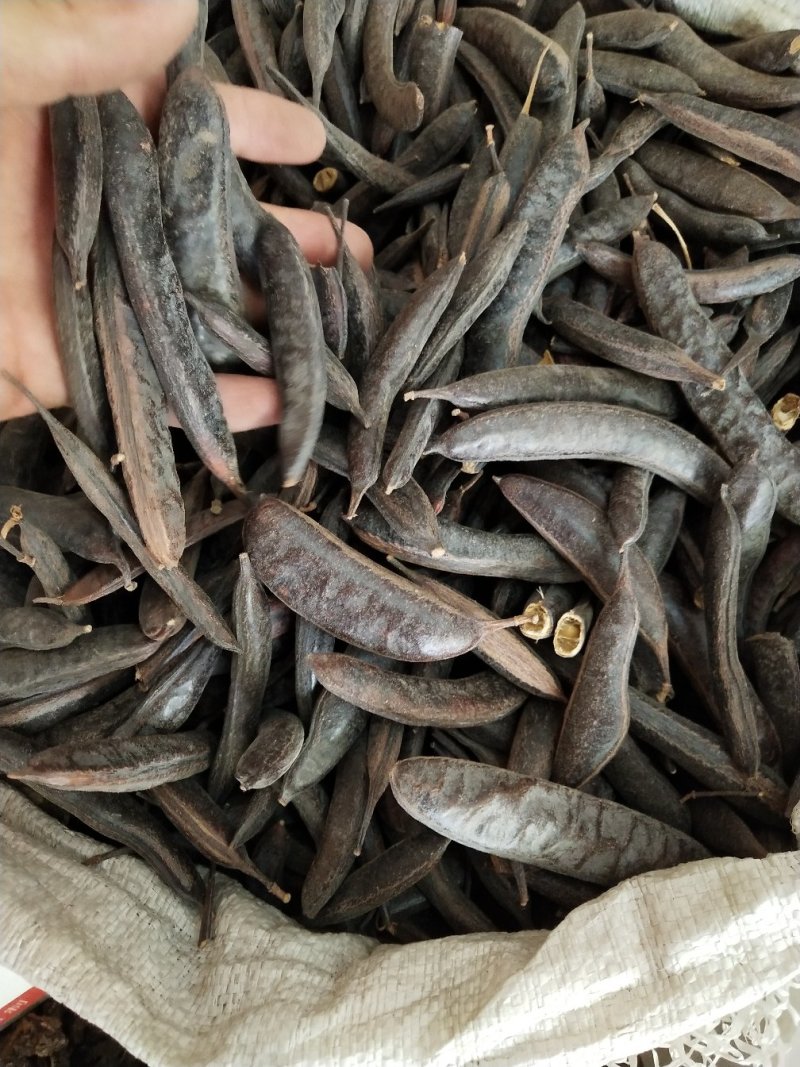 皂角，中药材皂角，产地发货，批发，零售，